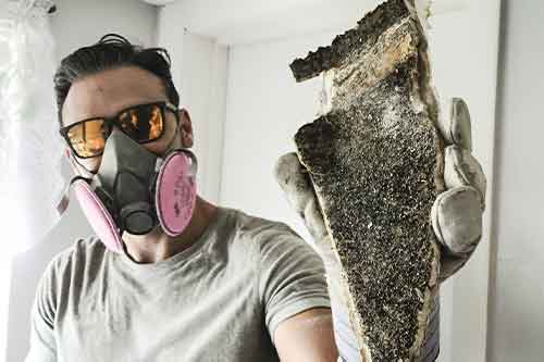 What to do if you are Stuck in a Moldy House