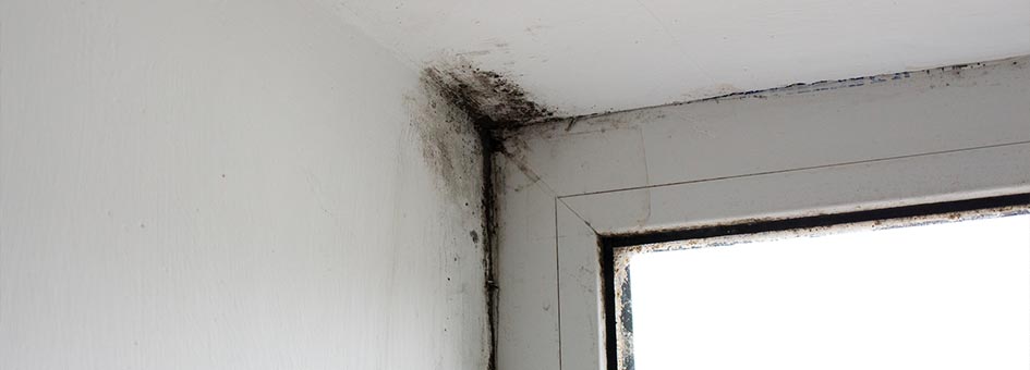 What happens if there is mold behind the drywall?