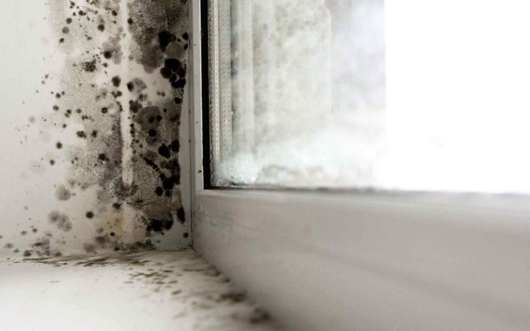 Mold on walls, when is it dangerous to health?