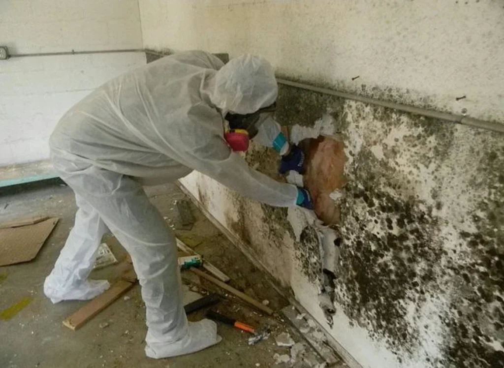 Expert Mold Removal Miami​