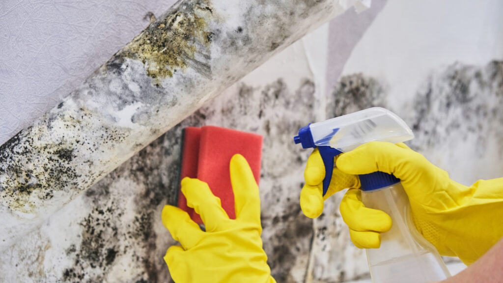 Professional Mold Remediation Services in Miami