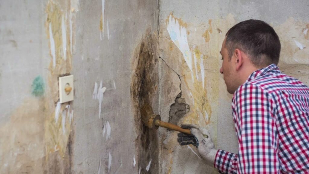 Reliable Commercial Mold Remediation Company in Miami, FL