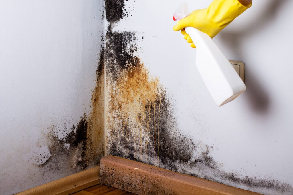 Residential and Commercial Mold Remediation Services in Miami, FL